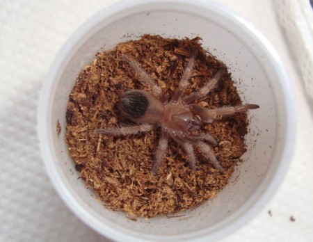 Brachyplema smithi