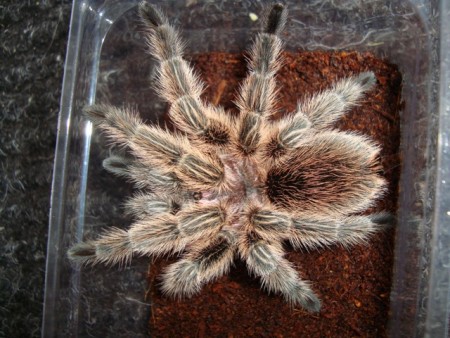Grammostola rosea