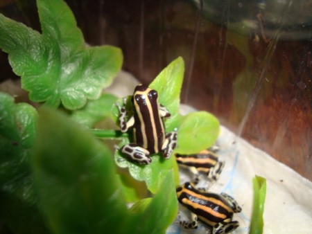 PRALESNIČKA - Ranitomeya lamasi