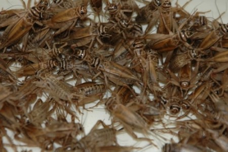 CVRČEK domácí - Acheta domestica