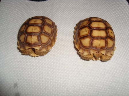 ŽELVA OSTRUHATÁ - Geochelone sulcata