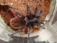 Brachypelma vagans