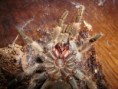 /album/brachypelma-smithi-svlek/dsc00661-jpg/