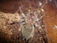 /album/brachypelma-smithi-svlek/dsc00662-jpg/