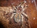 /album/brachypelma-smithi-svlek/dsc00664-jpg/