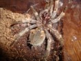 /album/brachypelma-smithi-svlek/dsc00666-jpg/