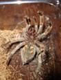 /album/brachypelma-smithi-svlek/dsc00671-jpg/