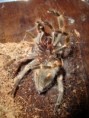 /album/brachypelma-smithi-svlek/dsc00674-jpg/