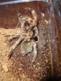 /album/brachypelma-smithi-svlek/dsc00676-jpg/