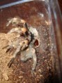 /album/brachypelma-smithi-svlek/dsc00679-jpg/