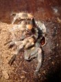 /album/brachypelma-smithi-svlek/dsc00681-jpg/