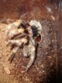 /album/brachypelma-smithi-svlek/dsc00684-jpg/