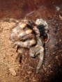 /album/brachypelma-smithi-svlek/dsc00686-jpg/