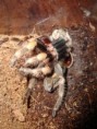 /album/brachypelma-smithi-svlek/dsc00687-jpg/