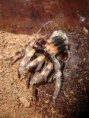 /album/brachypelma-smithi-svlek/dsc00696-jpg/