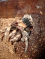 /album/brachypelma-smithi-svlek/dsc00699-jpg/