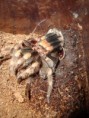 /album/brachypelma-smithi-svlek/dsc00700-jpg/