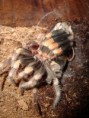 /album/brachypelma-smithi-svlek/dsc00702-jpg/