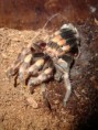 /album/brachypelma-smithi-svlek/dsc00705-jpg/