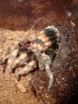 /album/brachypelma-smithi-svlek/dsc00707-jpg/