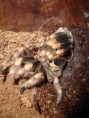 /album/brachypelma-smithi-svlek/dsc00708-jpg/