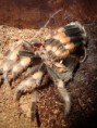 /album/brachypelma-smithi-svlek/dsc00709-jpg/