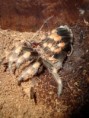 /album/brachypelma-smithi-svlek/dsc00711-jpg/