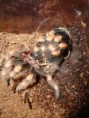 /album/brachypelma-smithi-svlek/dsc00719-jpg/