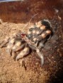 /album/brachypelma-smithi-svlek/dsc00721-jpg/