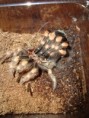 /album/brachypelma-smithi-svlek/dsc00725-jpg/