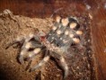 /album/brachypelma-smithi-svlek/dsc00727-jpg/