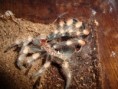 /album/brachypelma-smithi-svlek/dsc00729-jpg/