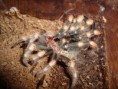 /album/brachypelma-smithi-svlek/dsc00732-jpg/