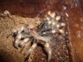 /album/brachypelma-smithi-svlek/dsc00736-jpg/