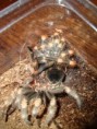 /album/brachypelma-smithi-svlek/dsc00763-jpg/