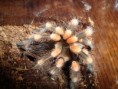 /album/brachypelma-smithi-svlek/dsc00767-jpg/