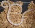 KORÁLOVKA KALIFORNSKÁ ALBÍN - lampropeltis getulus californiae albino