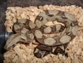 HROZNÝŠ KRÁLOVSKÝ - Boa constrictor