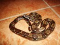 HROZNÝŠ KRÁLOVSKÝ - Boa constrictor imperator "Costa Rica"